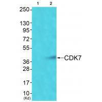 CDK7 Antibody