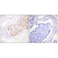 EDD Antibody