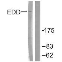 EDD Antibody