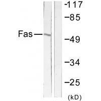 FAS Antibody