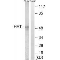 HAT Antibody