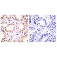 NEDD8 Antibody