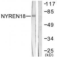 NYREN18 Antibody
