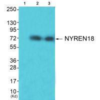 NYREN18 Antibody