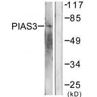 PIAS3 Antibody