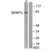 SENP3 Antibody