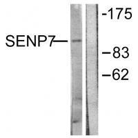 SENP7 Antibody