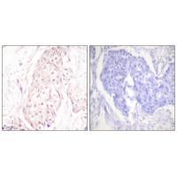 SENP8 Antibody 