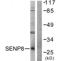 SENP8 Antibody 