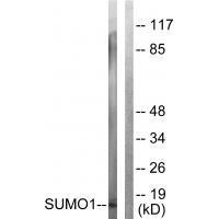 Sumo1 Antibody