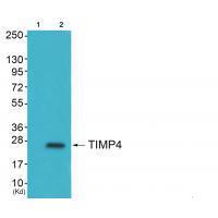 TIMP4 Antibody