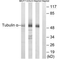 Tubulin α Antibody