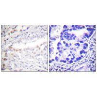 Uba2 Antibody