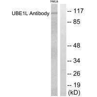 UBE1L Antibody
