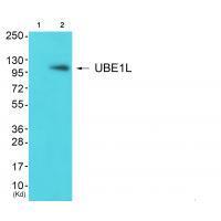 UBE1L Antibody