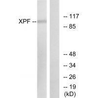 XPF Antibody