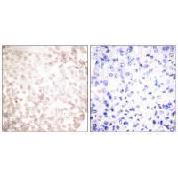 XRCC1 Antibody