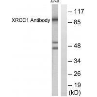 XRCC1 Antibody