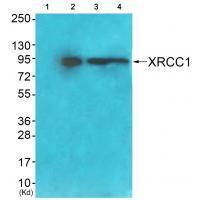 XRCC1 Antibody
