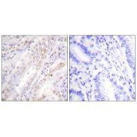 XRCC2 Antibody