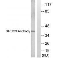 XRCC3 Antibody