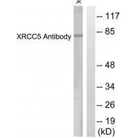 XRCC5 Antibody