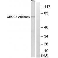 XRCC6 Antibody