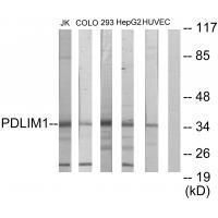 PDLIM1 Antibody