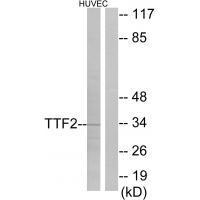 TTF2 Antibody