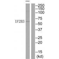 IF2B3 Antibody