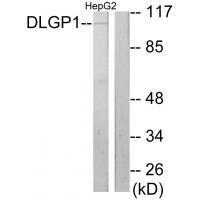 DLGP1 Antibody