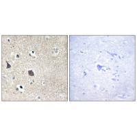 TRI18 Antibody