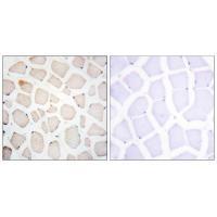 Clock Antibody