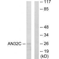 AN32C Antibody