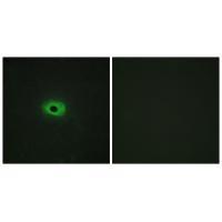 TNF12 Antibody