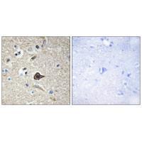TNF12 Antibody
