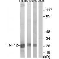 TNF12 Antibody
