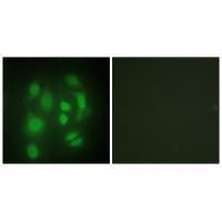hnRNP Q Antibody