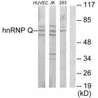 hnRNP Q Antibody