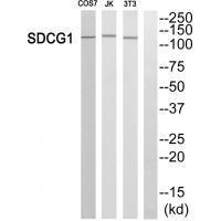 SDCG1 Antibody