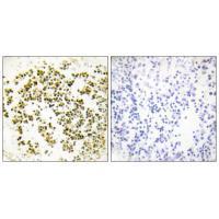 Musculin Antibody