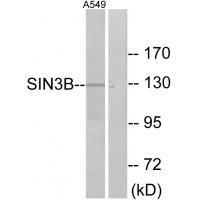 SIN3B Antibody