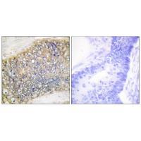 TALL-2 Antibody 