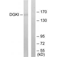 DGKI Antibody