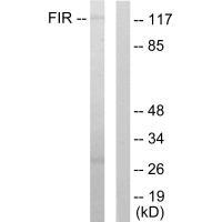 FIR Antibody