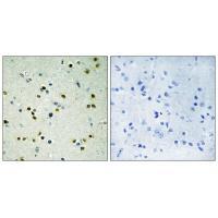 JHD3B Antibody