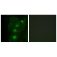 ALX3 Antibody