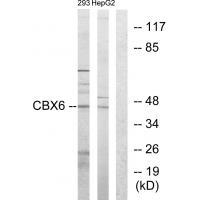 CBX6 Antibody