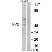 Myc Antibody 