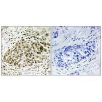 Lyl-1 Antibody